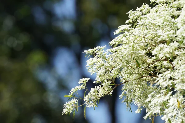 Close Wild Plants Growing Outdoors Daytime — Stock Photo, Image