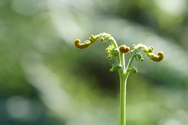 Närbild Vilda Växter Som Växer Utomhus Dagtid — Stockfoto