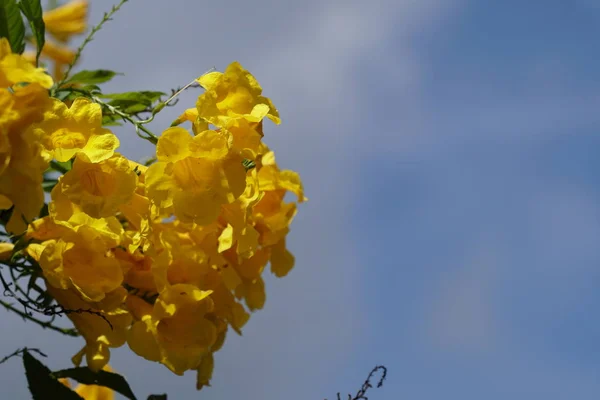 Primo Piano Fiori Colore Che Crescono All Aperto — Foto Stock