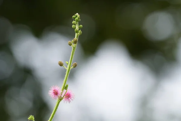 Gros Plan Fleurs Couleur Poussant Plein Air — Photo