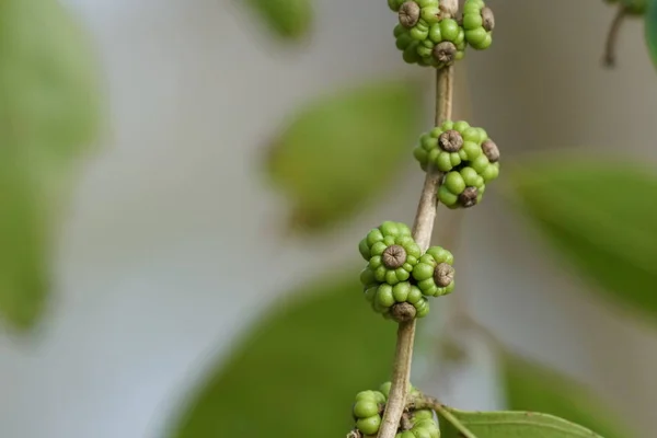 Close Wild Plants Outdoors Daytime — Stock Photo, Image