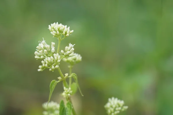 昼間に屋外で育つ野生植物のクローズアップ — ストック写真