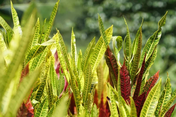 Perto Plantas Silvestres Livre Durante Dia — Fotografia de Stock