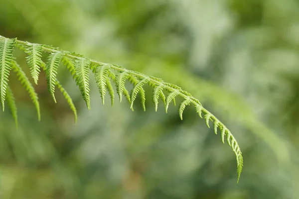 Primer Plano Las Plantas Silvestres Que Crecen Aire Libre Durante —  Fotos de Stock