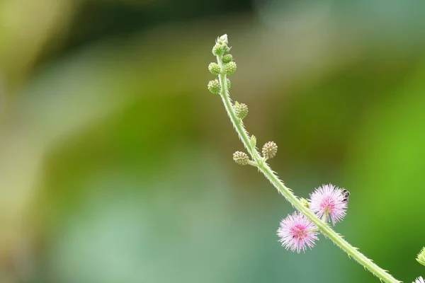 Gros Plan Plantes Sauvages Poussant Extérieur Jour — Photo