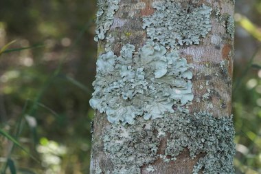koyu yeşil yosun ile ağaç dalı üzerinde liken