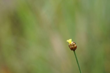 gündüz açık havada büyüyen vahşi bitkilerin yakın 