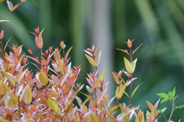 gün içinde açık havada vahşi bitkilerin yakın 