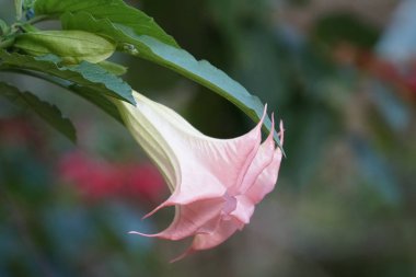 Açık büyüyen renk çiçekler yakın 