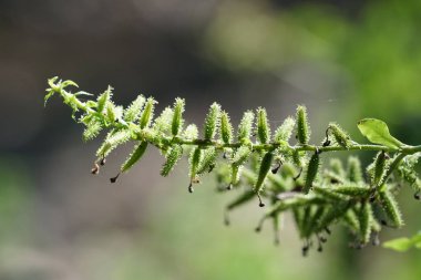 gündüz açık havada büyüyen vahşi bitkilerin yakın 