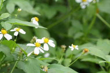 Açık büyüyen renk çiçekler yakın 