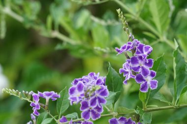 Açık büyüyen renk çiçekler yakın 
