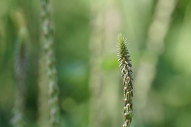 gün içinde açık havada vahşi bitkilerin yakın 