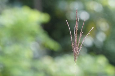 gündüz açık havada büyüyen vahşi bitkilerin yakın 