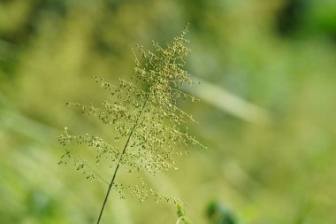 gün içinde açık havada vahşi bitkilerin yakın 