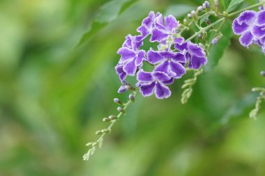 Açık büyüyen renk çiçekler yakın 