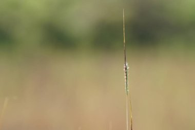 gündüz açık havada büyüyen vahşi bitkilerin yakın 