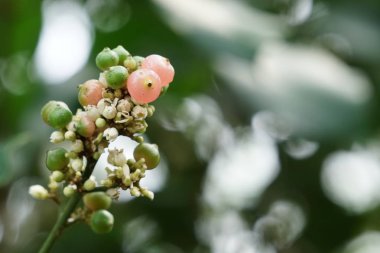 gündüz açık havada büyüyen vahşi bitkilerin yakın 