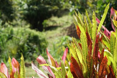 gün içinde açık havada vahşi bitkilerin yakın 