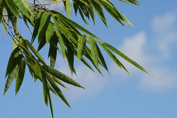 白天在户外生长的野生植物的特写 — 图库照片