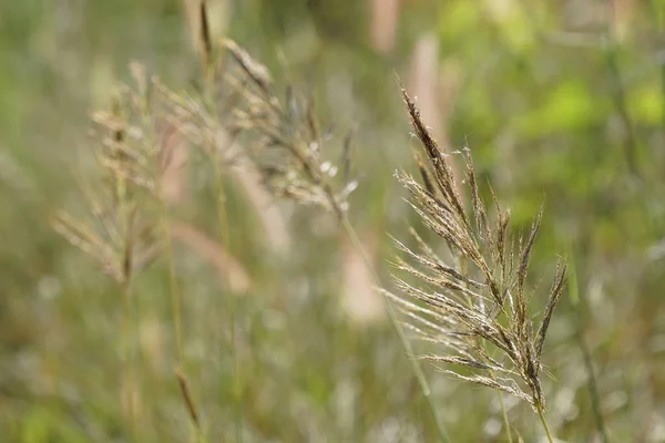 Close Van Wilde Planten Buitenshuis Overdag — Stockfoto