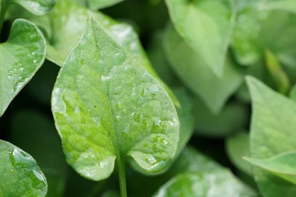 Primer Plano Las Plantas Silvestres Que Crecen Aire Libre Durante — Foto de Stock