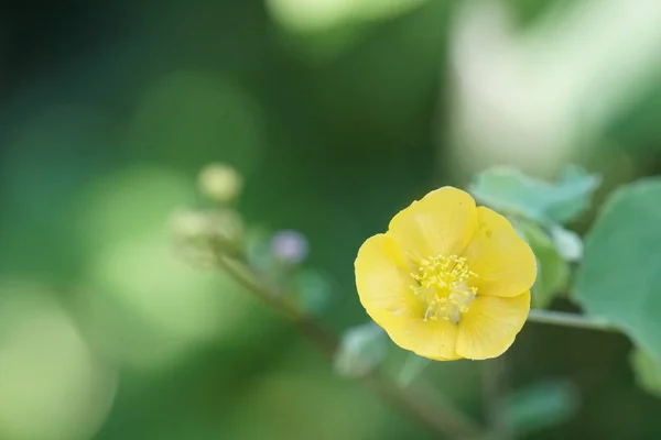 Primer Plano Flor Color Creciendo Aire Libre — Foto de Stock