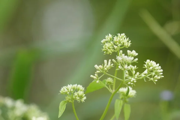 Gros Plan Plantes Sauvages Poussant Extérieur Jour — Photo