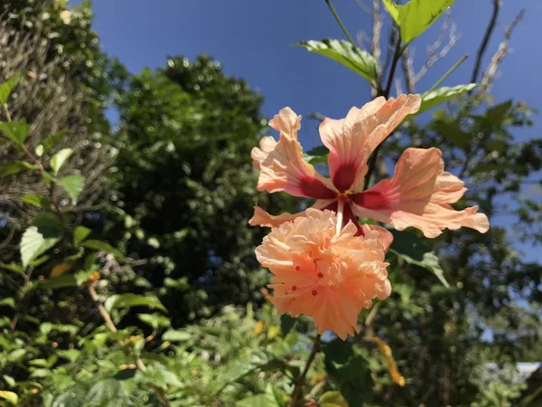 Gros Plan Fleur Couleur Poussant Plein Air — Photo