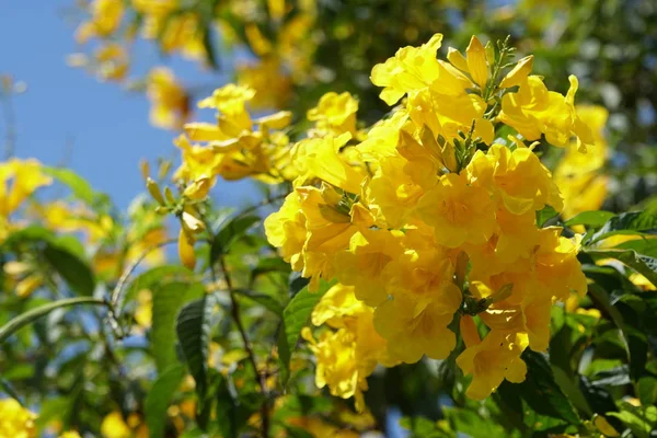 屋外で成長している色の花のクローズアップ — ストック写真