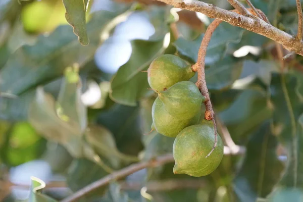 Fruits Exotiques Poussant Arbre Jour — Photo