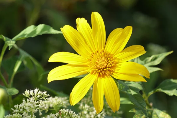 Närbild Färg Blomma Växande Utomhus — Stockfoto