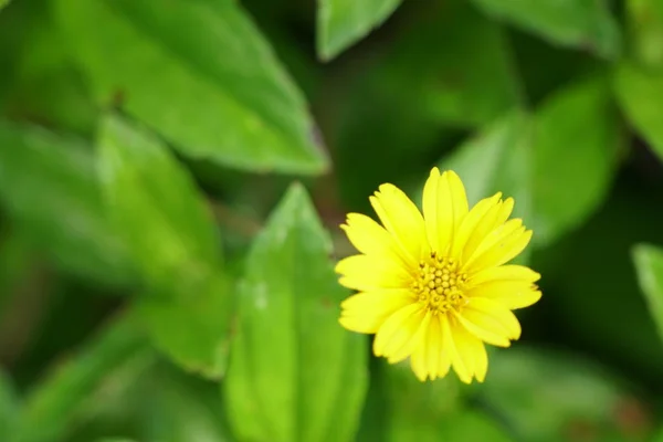 Närbild Färg Blomma Växande Utomhus — Stockfoto