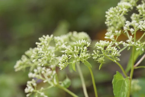 昼間の屋外で野生の植物を閉じる — ストック写真