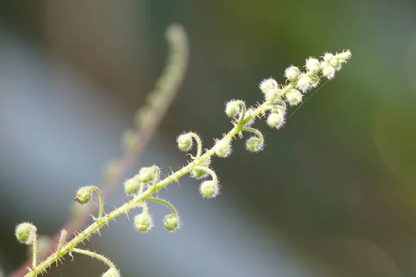 昼間に屋外で育つ野生植物のクローズアップ — ストック写真