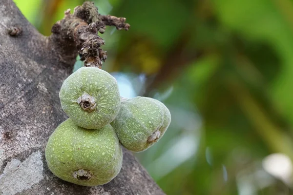 Frutti Esotici Che Crescono Albero Giorno — Foto Stock