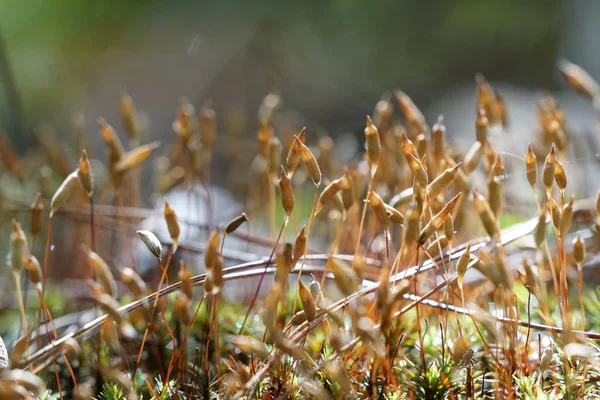 Fechar Plantas Selvagens Que Crescem Livre Durante Dia — Fotografia de Stock