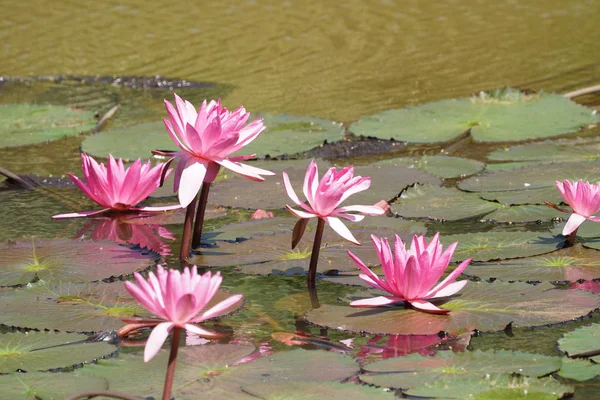 Perto Flores Lírio Que Crescem Água — Fotografia de Stock