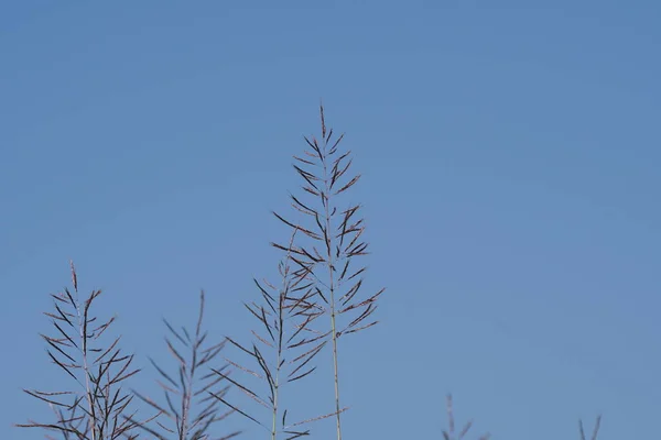 Close Wild Plants Growing Outdoors Daytime — Stock Photo, Image