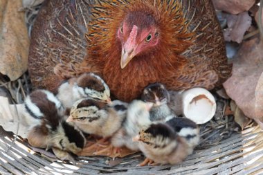 sevimli civciv sadece doğdu, tavuk veya yuvada kuluçka yumurta bakıcısı
