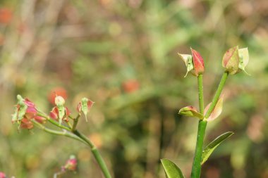 gün içinde açık havada vahşi bitkilerin yakın 