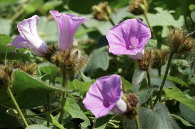 Açık büyüyen renk çiçekler yakın 