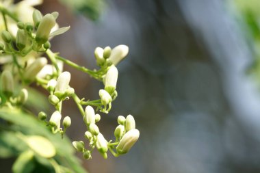 Açık büyüyen renk çiçekler yakın 