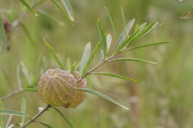 gün içinde açık havada vahşi bitkilerin yakın 