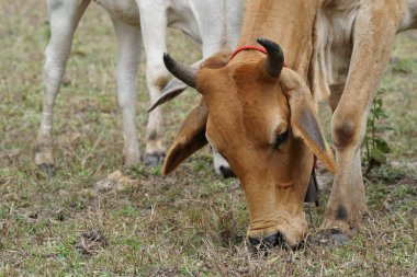 gündüz çayırda otlatma