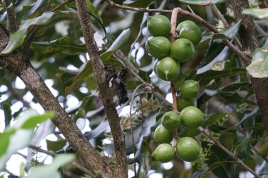 gündüz ağacında büyüyen egzotik meyveler 