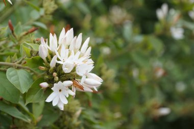 Açık büyüyen renk çiçekler yakın 