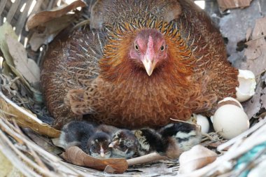 sevimli civciv sadece doğdu, tavuk veya yuvada kuluçka yumurta bakıcısı