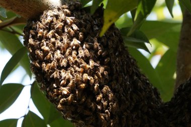 kovan üzerinde oturan arılar küme yakın