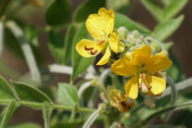Açık büyüyen renk çiçekler yakın 